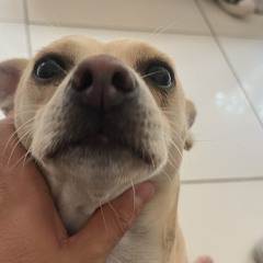 Fabricio
