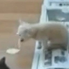 ケケ