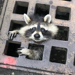 AgnosticRaccoon