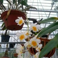 Băng Sầu Hoa Tuyết