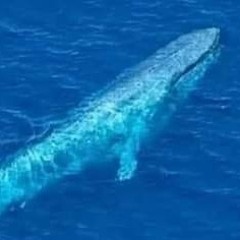 dayanayaser48@gmail.com