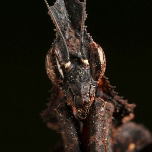 black_mantis’s avatar