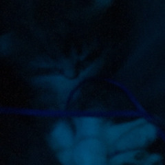 Arlo