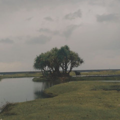 anisz