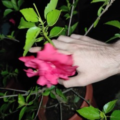 ¿ ♱