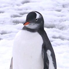 Đặng Trần Việt Bảo