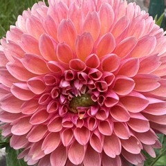 feralblossom