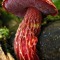 B. frostii