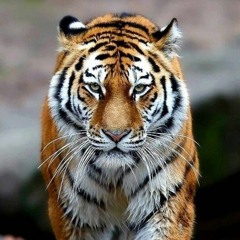 SAMUEL JOSEPH HILBERT