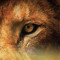 Calmly Simba