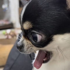 maddogdiary