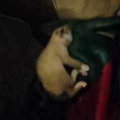 joseluvcats