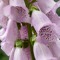 foxglove