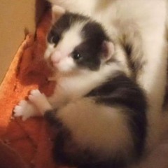 amy