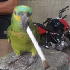 doutrinado 141