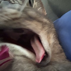 evil moth of dead