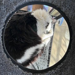 Optimus Rhyme-MC Chipmunk