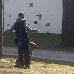 kampfschwein