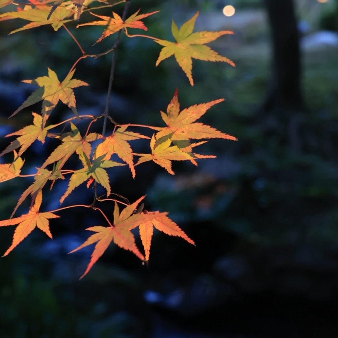 Stream はむさ music | Listen to songs, albums, playlists for free