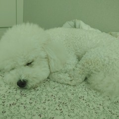 하이라이프 HIGH LIFE