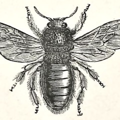 The Violet Carpenter