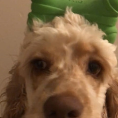 Christopher Escamilla