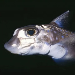 Ratfish (Flowerchild)