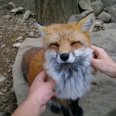 Foxbruh