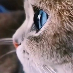 noor0110