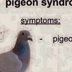pigeon
