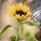Sunny Sun Flower