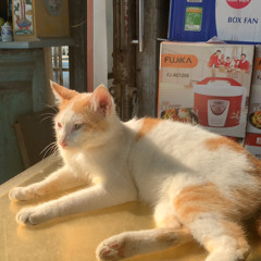 DieuBinh