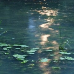 The Midnight Bathwaters