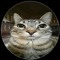 Gato