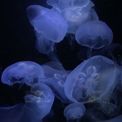 海月