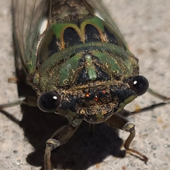 invertebrat