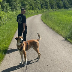 Mišo