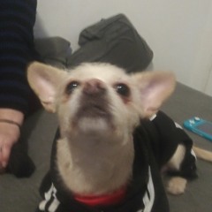 TIMOTHEBEAST