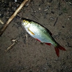 Zenny