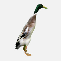 lachsaufeis
