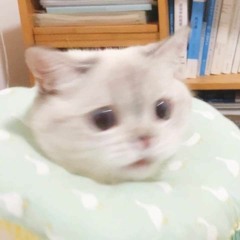 Quyenn