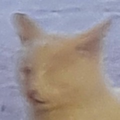 hi