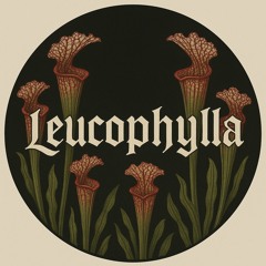 Leucophylla