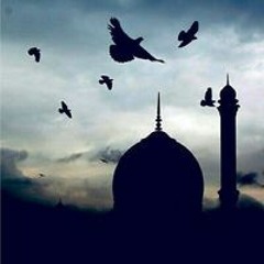 السيد فتحى
