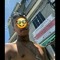 Dn Zin