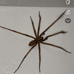 AW