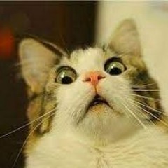 leningtonCat
