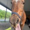Lacey_Eq