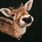 deer_leg