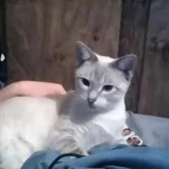 kittenwatermemes
